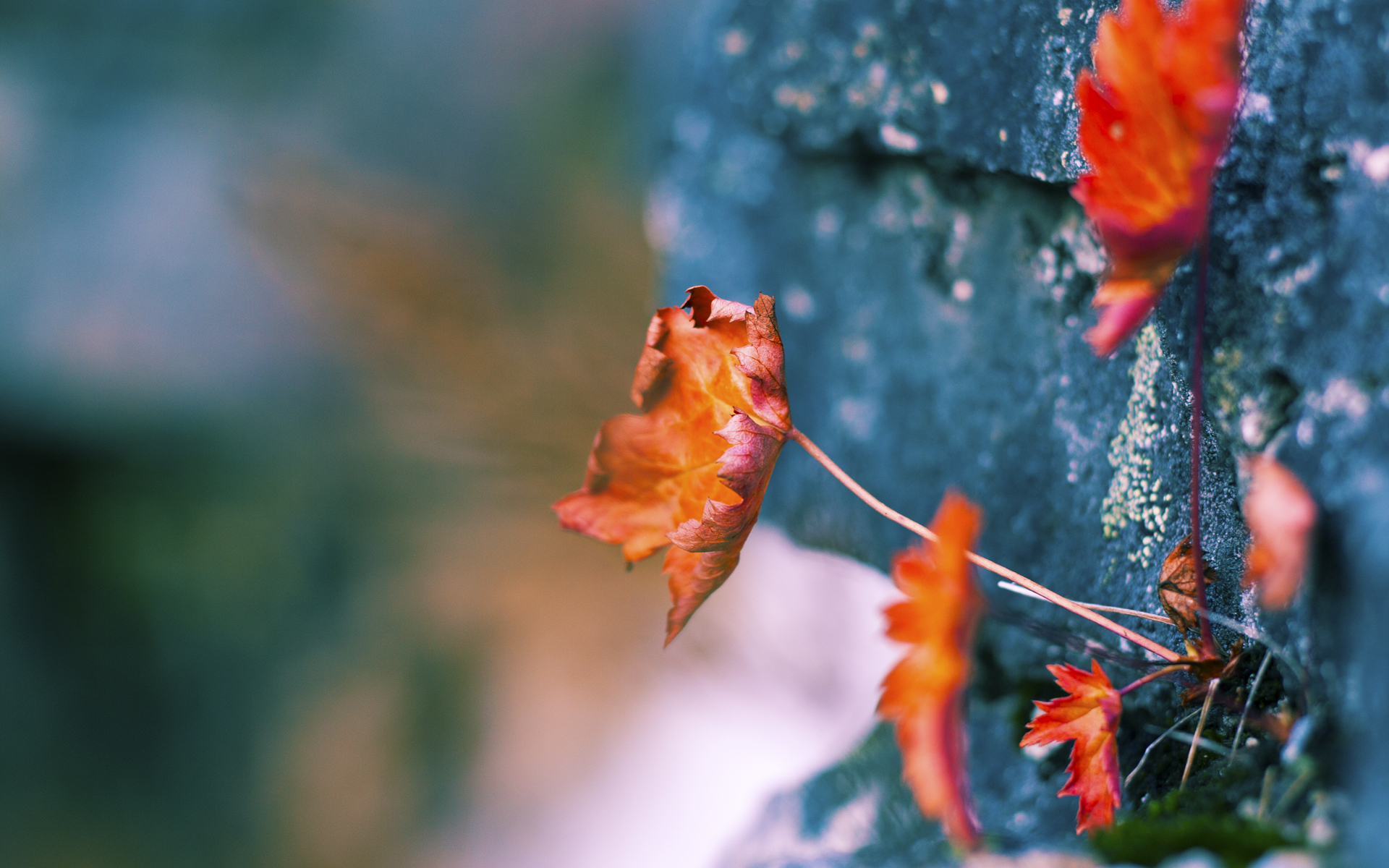 kaiyun sports-中超外援融合顺利，助力战术执行，中超外援实力排名 知乎