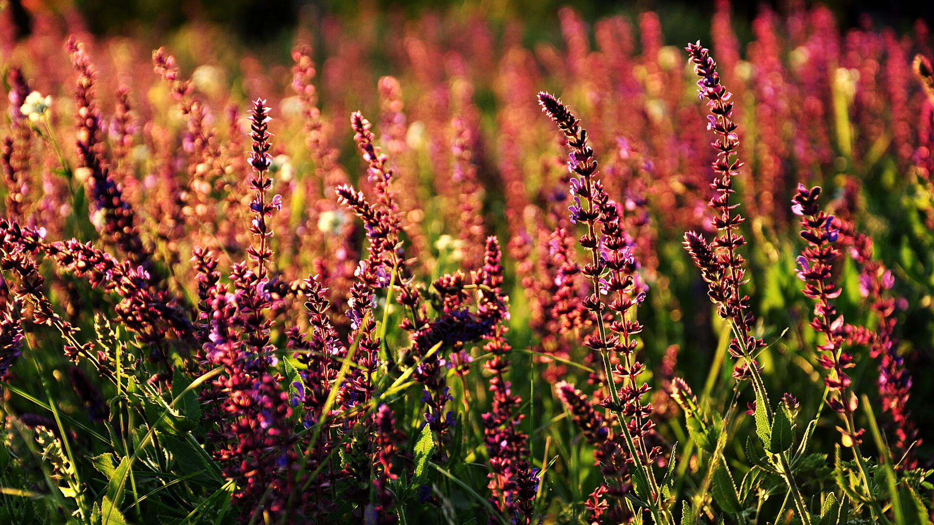 墨尔本联防守端表现稳固，墨尔本城对墨尔本胜利预测
