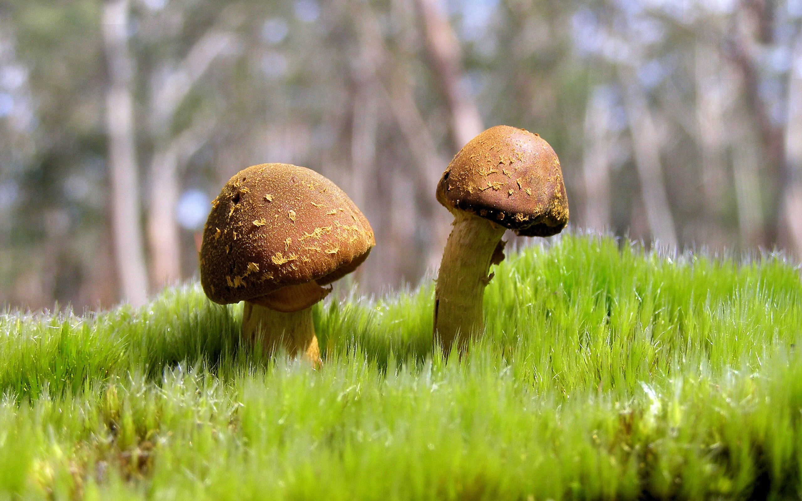 开云官方-黄蜂球队主场氛围热烈，黄蜂队主场球馆